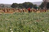 TANZANIA - 0155 Field of onions